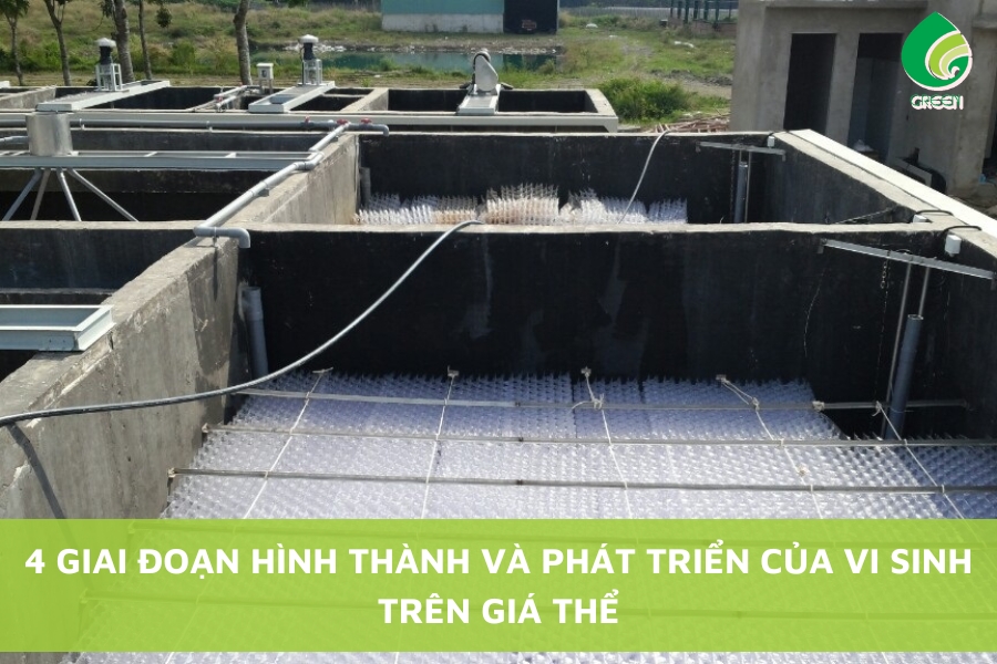 4 Giai Đoạn Hình Thành Và Phát Triển Của Vi Sinh Trên Giá Thể