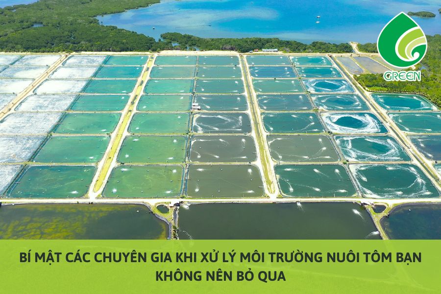 Bí Mật Các Chuyên Gia Khi Xử Lý Môi Trường Nuôi Tôm Bạn Không Nên Bỏ Qua