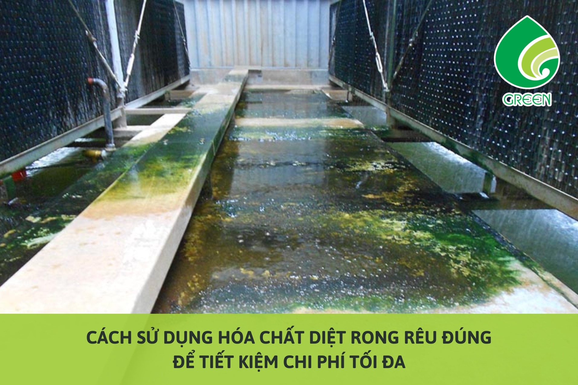 Cách Sử Dụng Hóa Chất Diệt Rong Rêu Đúng Để Tiết Kiệm Chi Phí Tối Đa