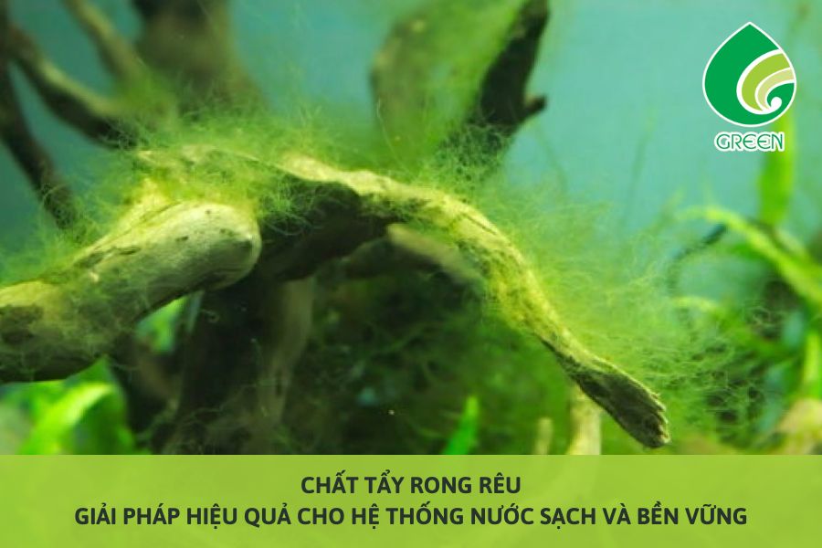 Chất Tẩy Rong Rêu – Giải Pháp Hiệu Quả Cho Hệ Thống Nước Sạch Và Bền Vững