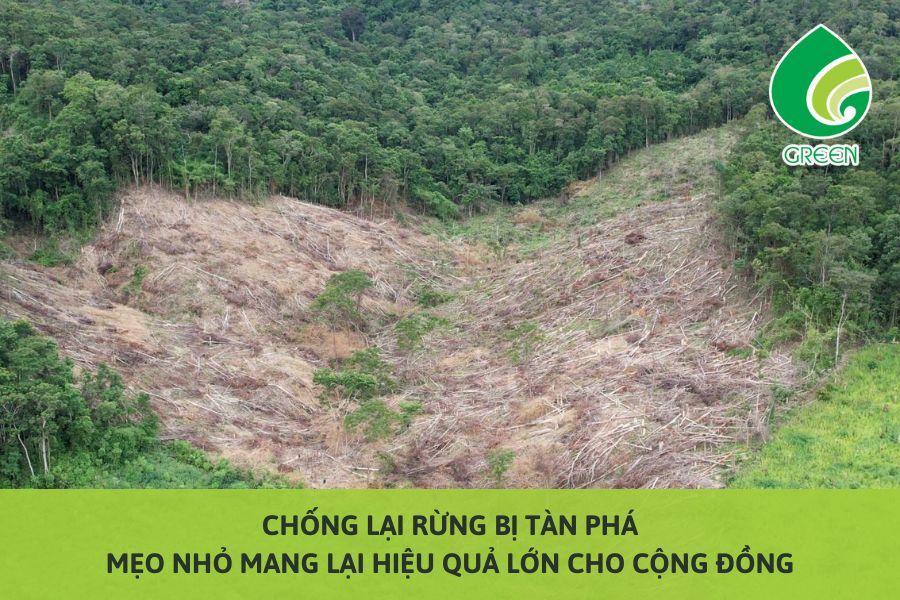 Chống Lại Rừng Bị Tàn Phá: Mẹo Nhỏ Mang Lại Hiệu Quả Lớn Cho Cộng Đồng