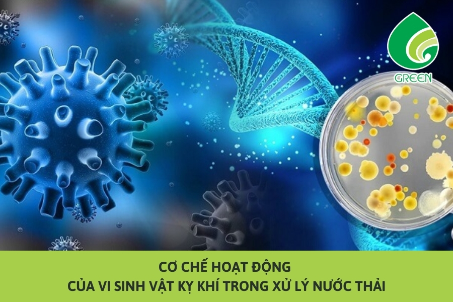 Cơ Chế Hoạt Động Của Vi Sinh Vật Kỵ Khí Trong Xử Lý Nước Thải