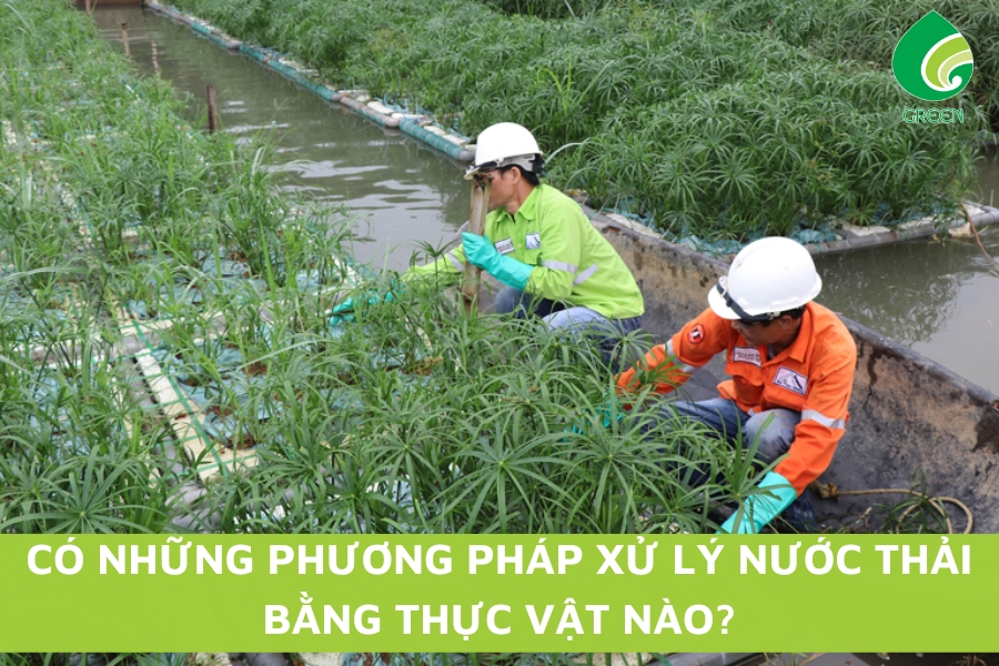 Có Những Phương Pháp Xử Lý Nước Thải Bằng Thực Vật Nào?