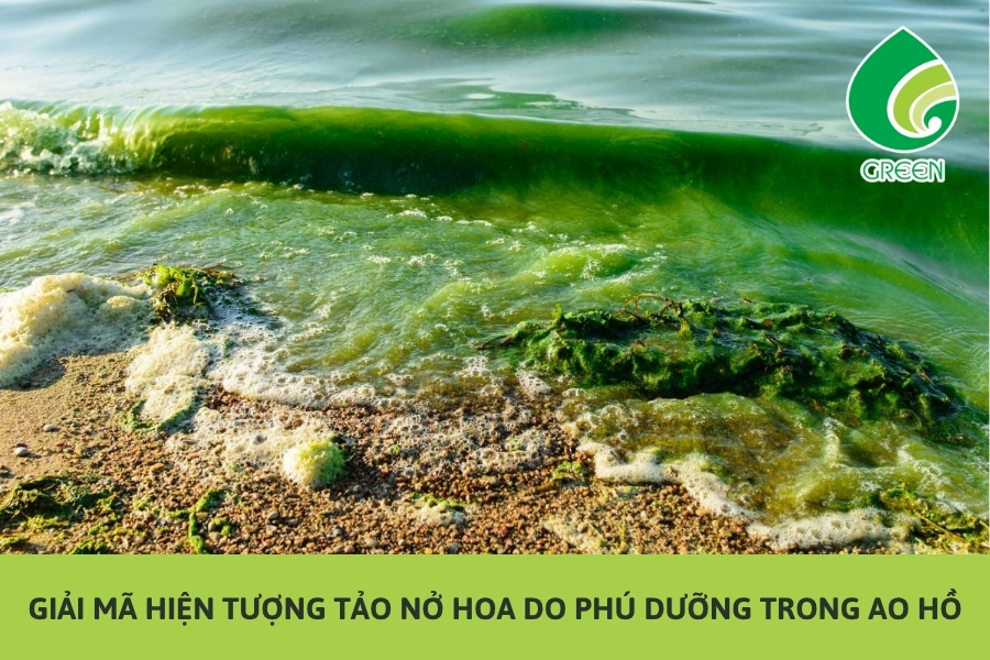 Giải Mã Hiện Tượng Tảo Nở Hoa Do Phú Dưỡng Trong Ao Hồ