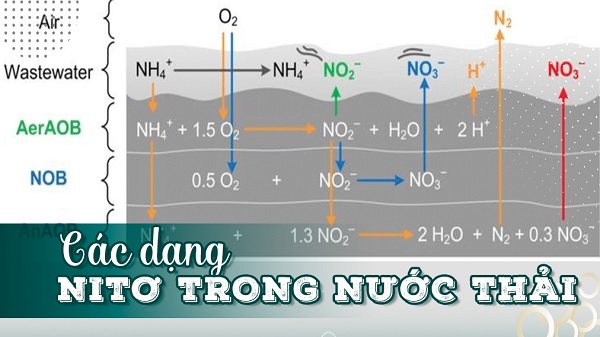 Giải Pháp Xử Lý Nước Thải Sinh Hoạt Nhiễm Nito Triệt Để
