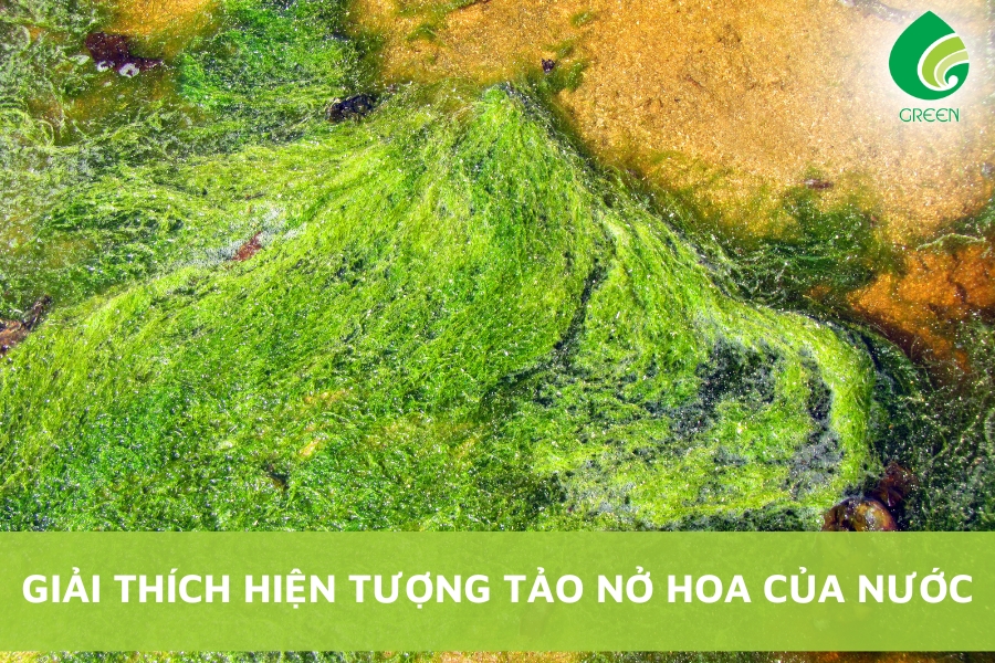 Giải Thích Hiện Tượng Tảo Nở Hoa Của Nước