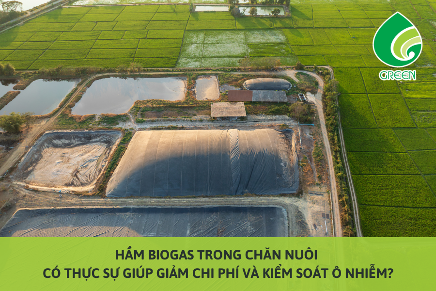 Hầm Biogas Trong Chăn Nuôi Có Thực Sự Giúp Giảm Chi Phí Và Kiểm Soát Ô Nhiễm?