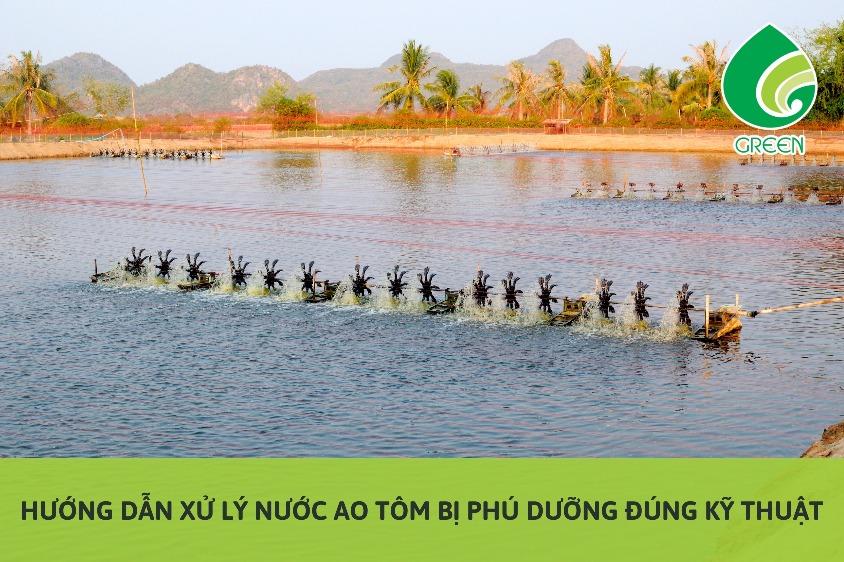 Hướng Dẫn Xử Lý Nước Ao Tôm Bị Phú Dưỡng Đúng Kỹ Thuật