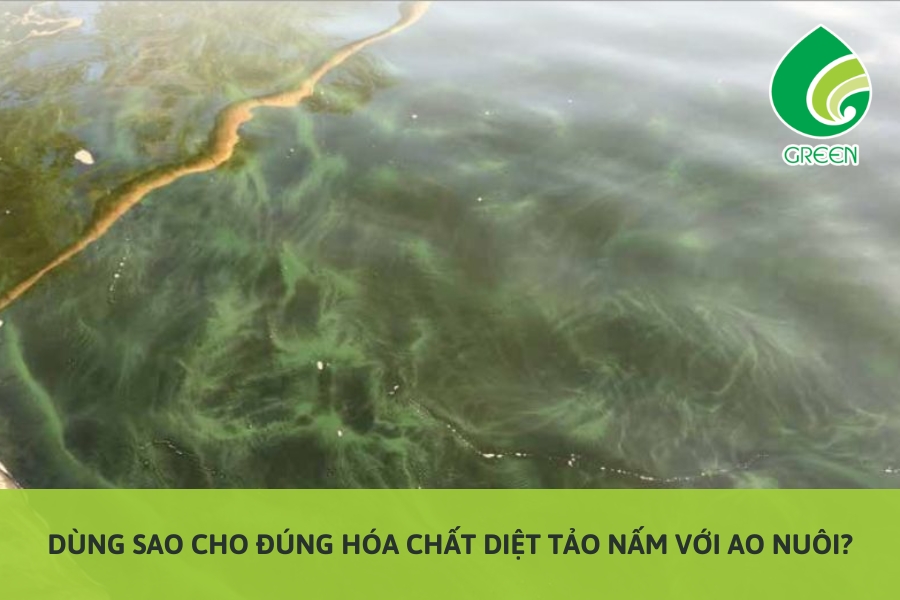 Dùng Sao Cho Đúng Hóa Chất Diệt Tảo Nấm Với Ao Nuôi?