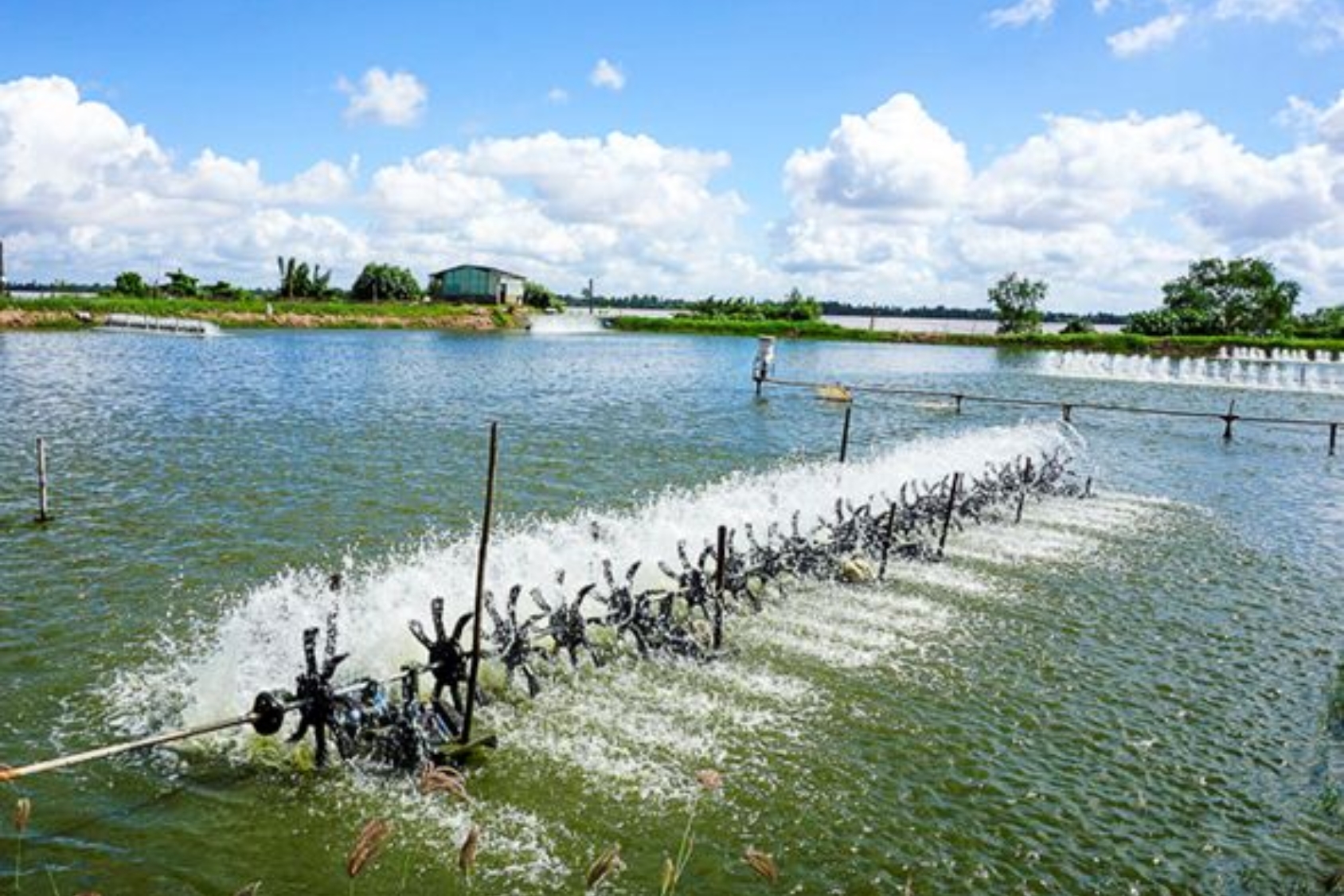 Hướng Dẫn Xử Lý Nước Ao Tôm Bị Phú Dưỡng Đúng Kỹ Thuật