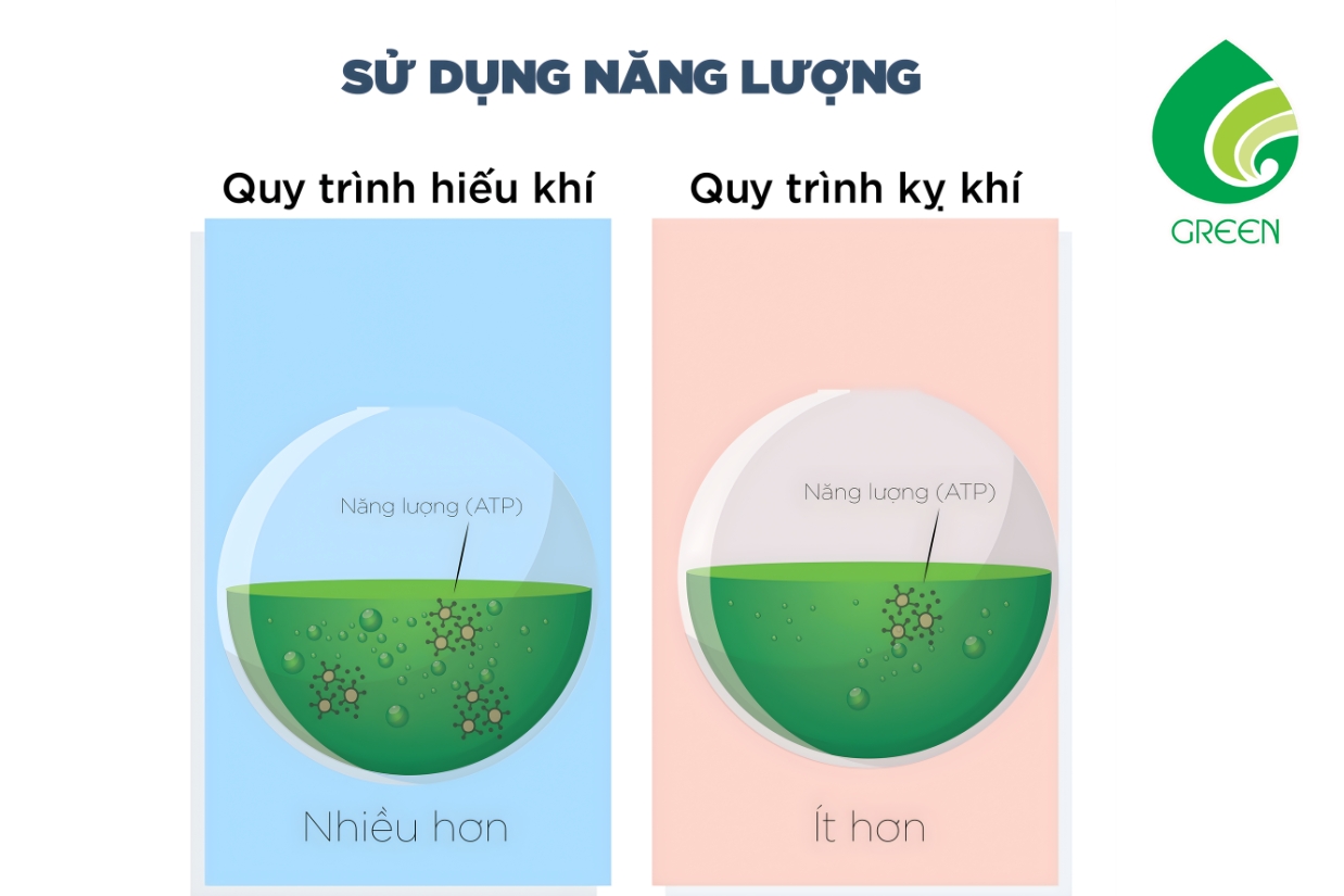 Kết Hợp Hiếu Khí Kỵ Khí Và Những Sai Lầm Thường Gặp Khi Vận Hành