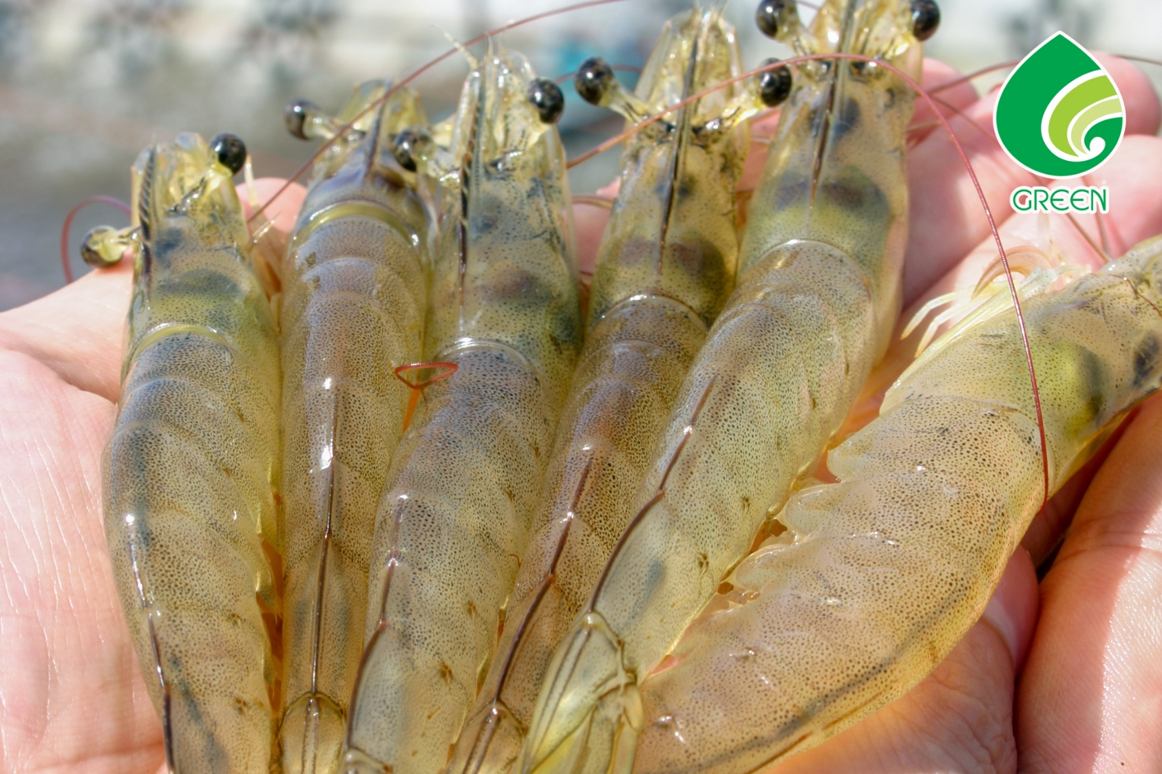 Khi Nào Cần Xử Lý Nước Ao Tôm? 90% Người Nuôi Phát Hiện Quá Muộn