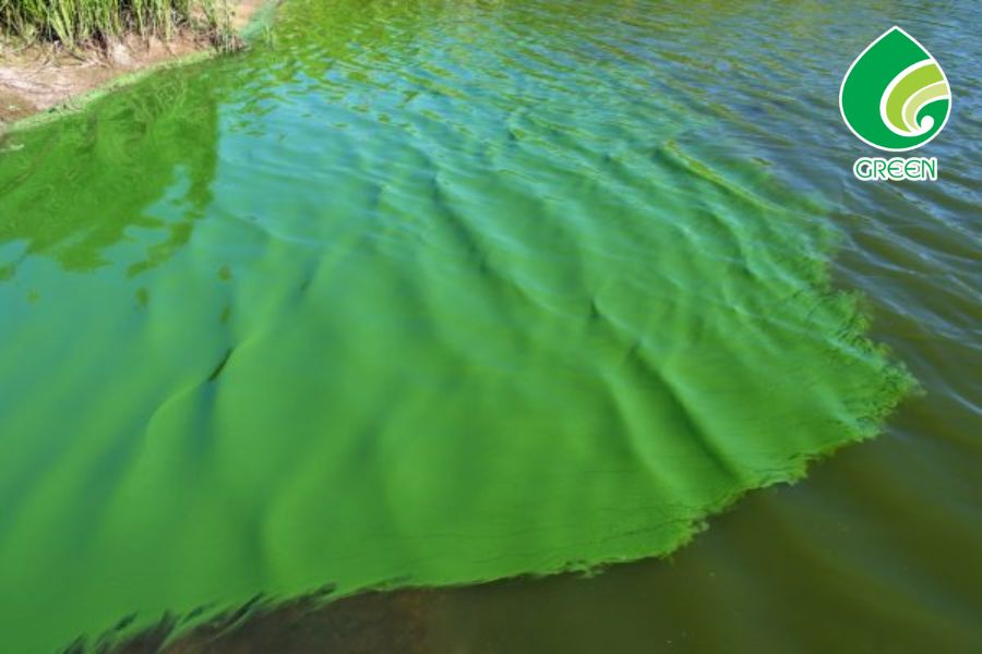 Khi Nào Nên Dùng Biocide Diệt Tảo Thay Vì Giải Pháp Sinh Học?