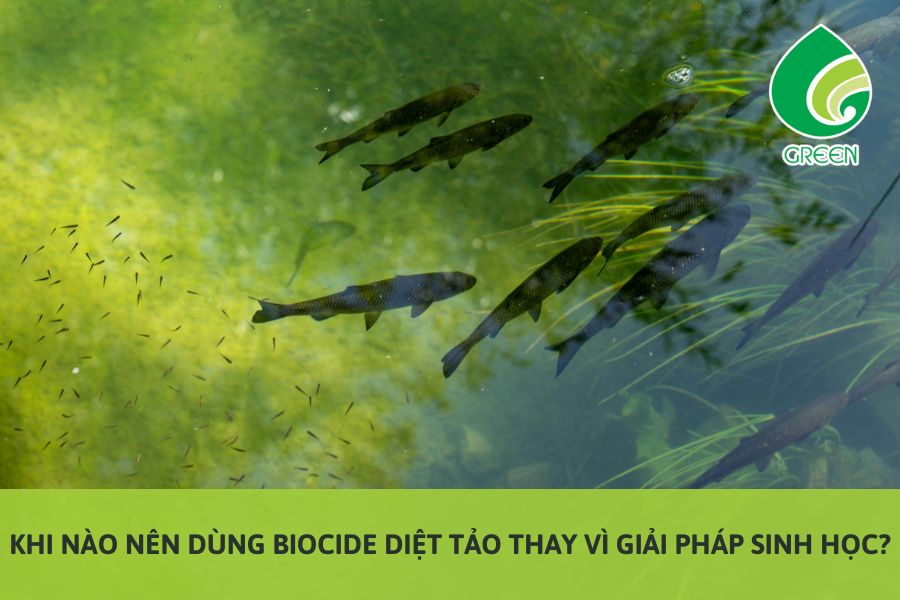 Khi Nào Nên Dùng Biocide Diệt Tảo Thay Vì Giải Pháp Sinh Học?