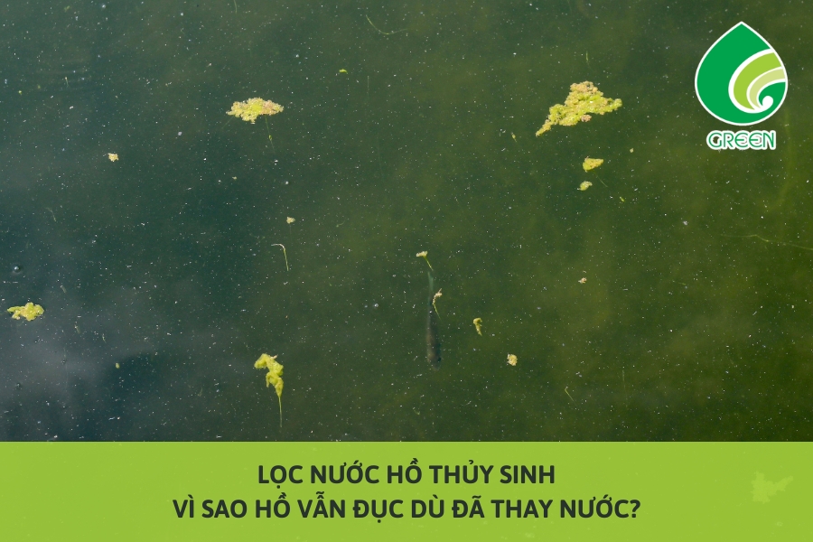Lọc Nước Hồ Thủy Sinh: Vì Sao Hồ Vẫn Đục Dù Đã Thay Nước?
