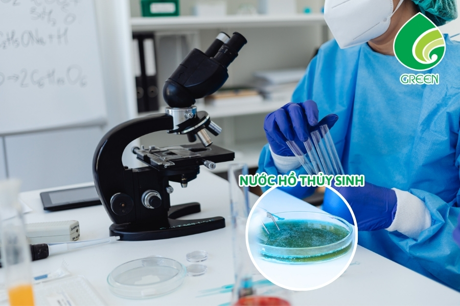 Lọc Nước Hồ Thủy Sinh: Vì Sao Hồ Vẫn Đục Dù Đã Thay Nước?