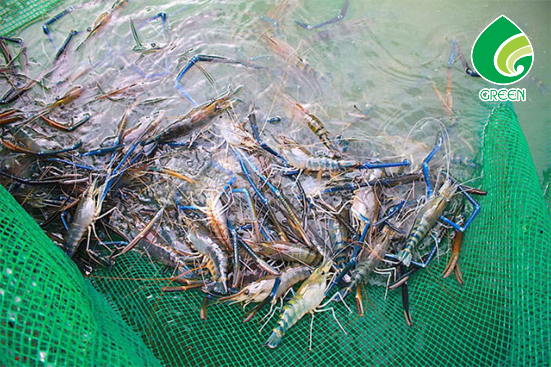 Mô Hình Nuôi Tôm Xanh Bền Vững: Bí Quyết Thành Công Của Nông Dân Thế Kỷ 21