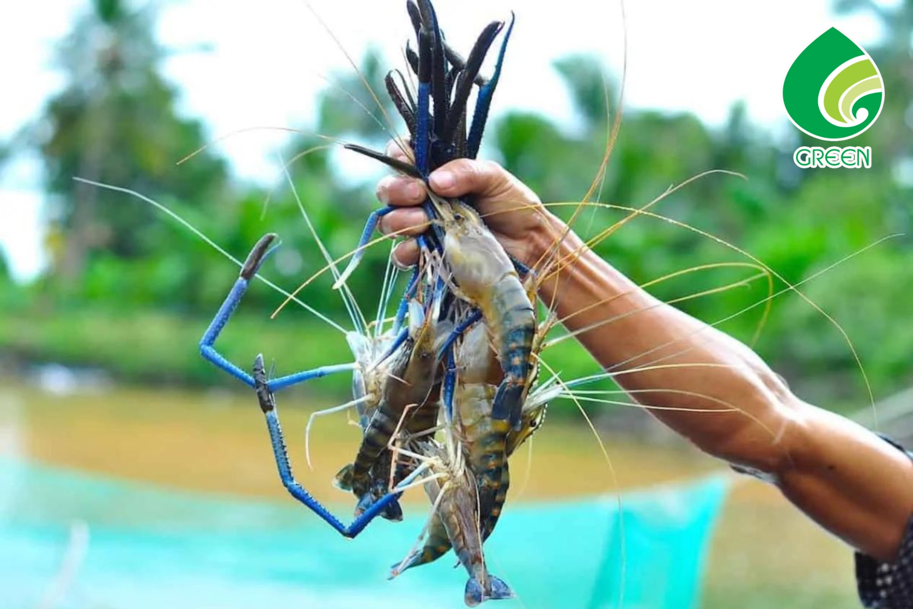 Mô Hình Nuôi Tôm Xanh Bền Vững: Bí Quyết Thành Công Của Nông Dân Thế Kỷ 21