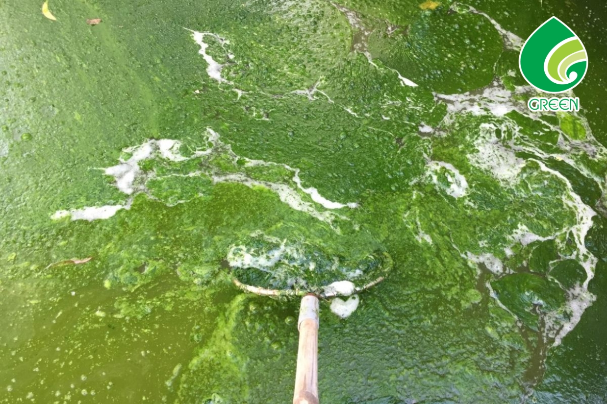 Sự Thật Ít Ai Biết Về Hóa Chất Diệt Tảo Ngành Thực Phẩm – 90% Doanh Nghiệp Đang Dùng Sai?