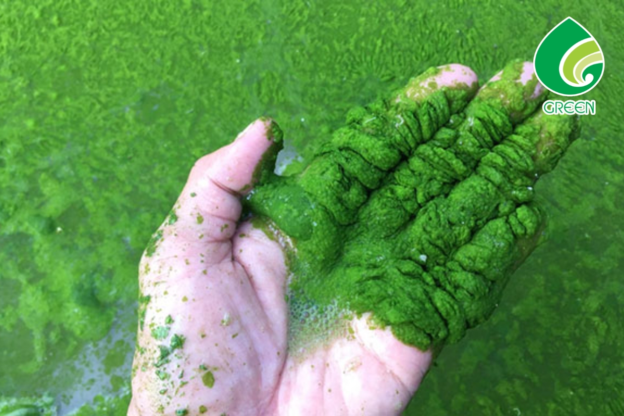 Sự Thật Ít Ai Biết Về Hóa Chất Diệt Tảo Ngành Thực Phẩm – 90% Doanh Nghiệp Đang Dùng Sai?