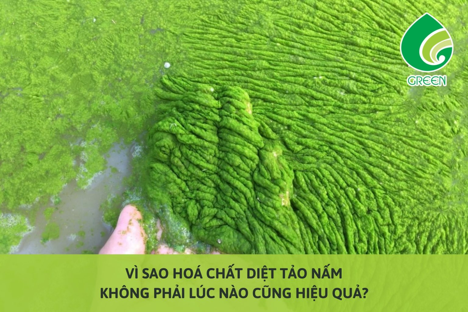 Vì Sao Hoá Chất Diệt Tảo Nấm Không Phải Lúc Nào Cũng Hiệu Quả?
