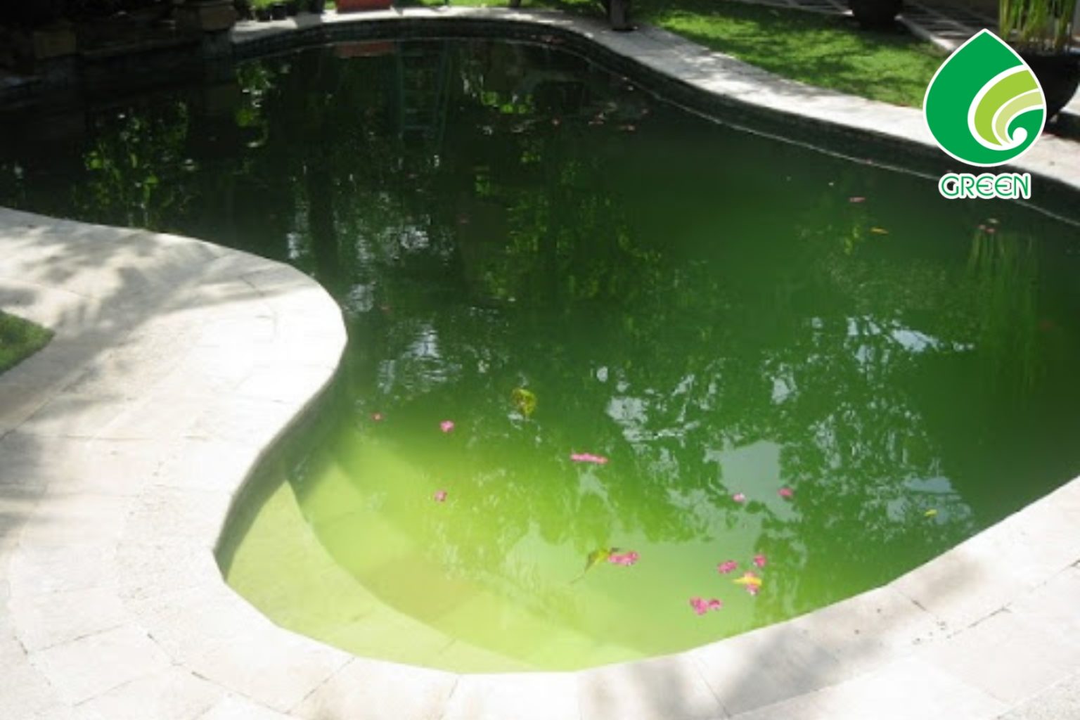 Vì Sao Hoá Chất Diệt Tảo Nấm Không Phải Lúc Nào Cũng Hiệu Quả?