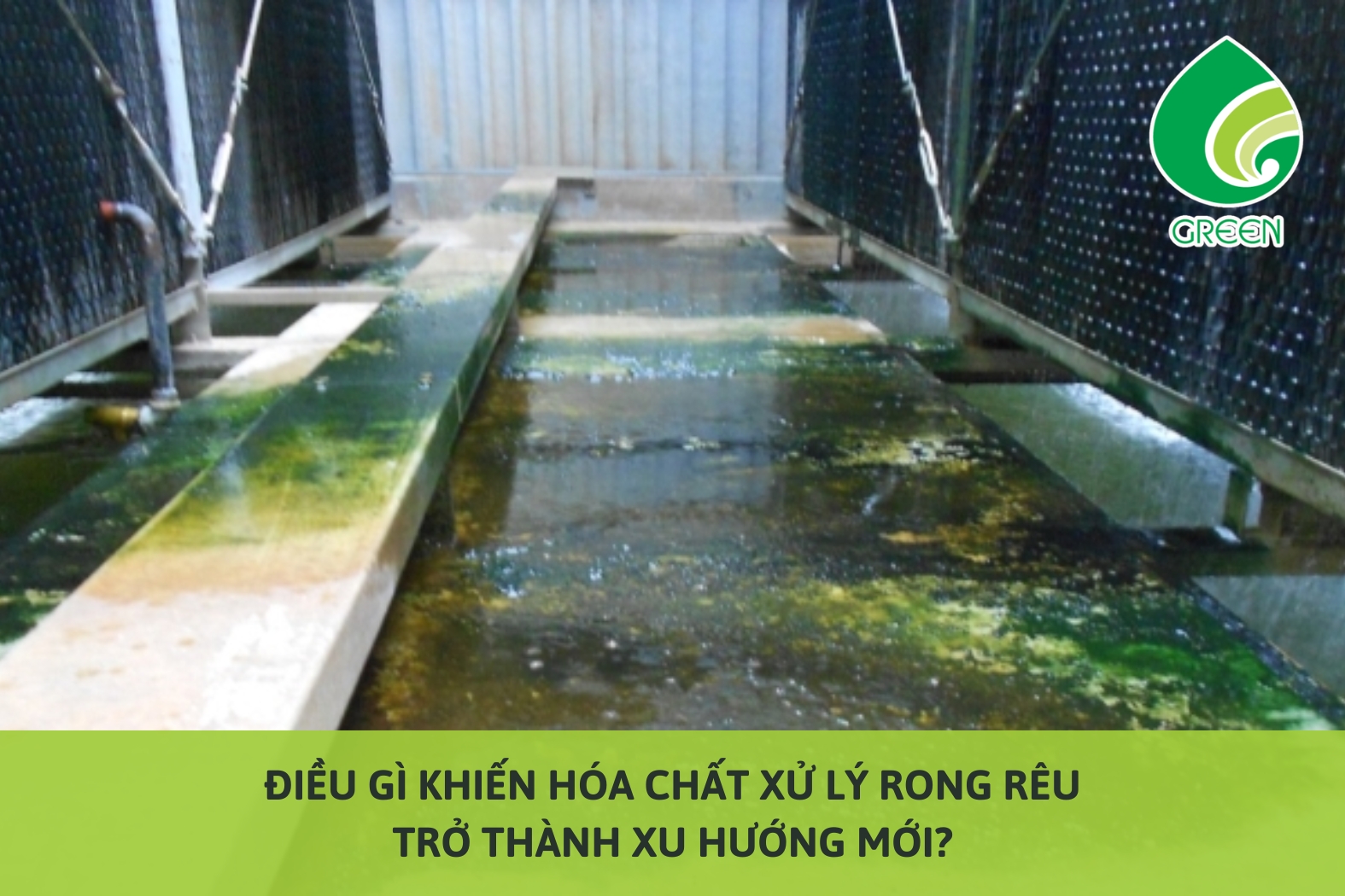 Điều Gì Khiến Hóa Chất Xử Lý Rong Rêu Trở Thành Xu Hướng Mới?