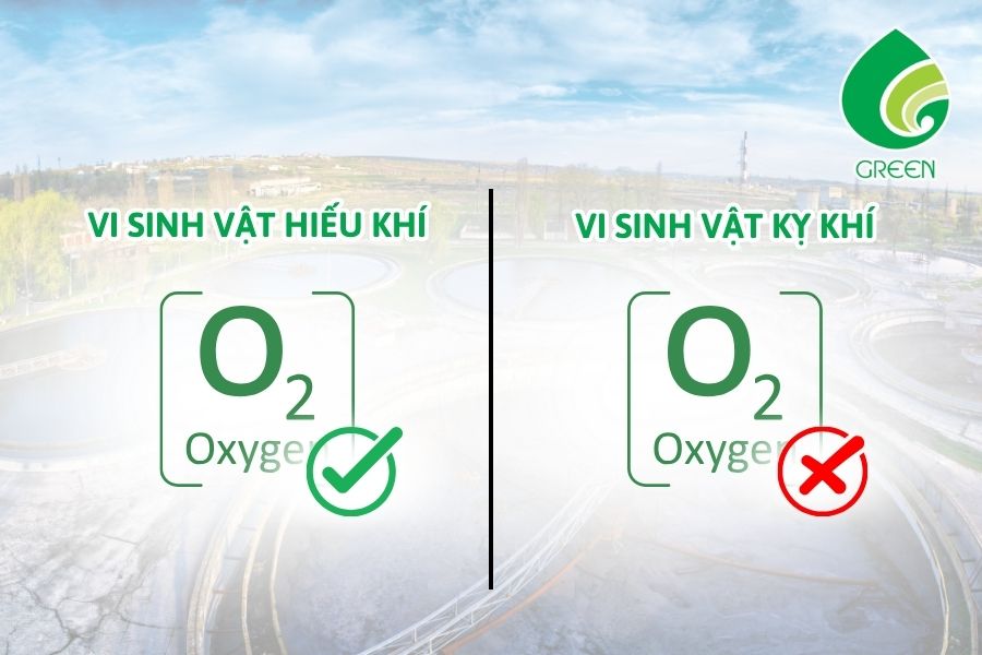 Ứng Dụng Vi Sinh Vật Hiếu Khí Và Kỵ Khí Khác Nhau Như Thế Nào Trong Xử Lý Nước Thải?
