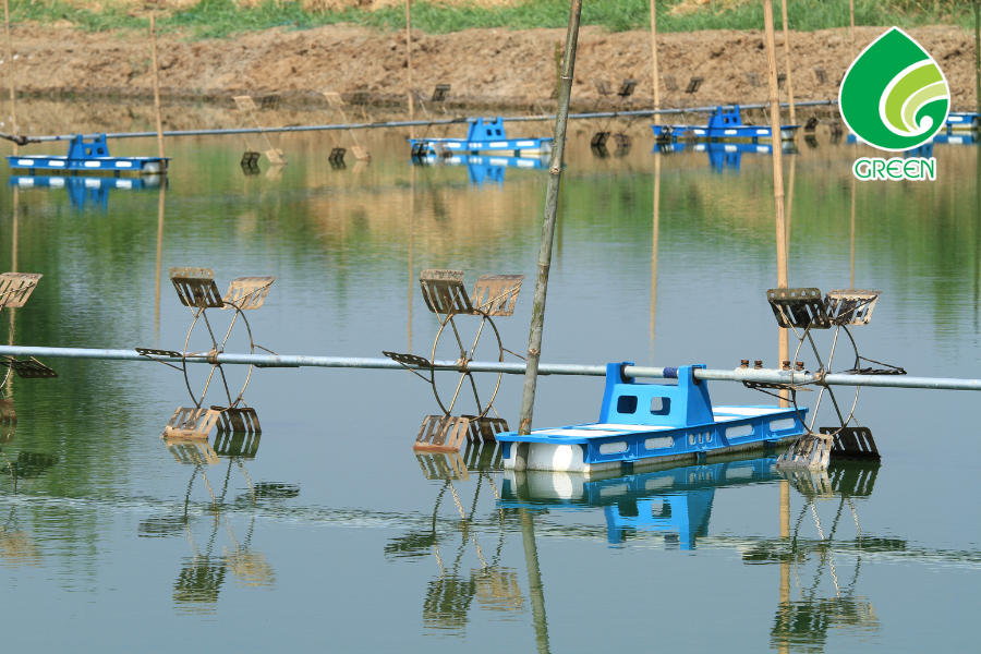 Xử Lý Nước Ao Nuôi Tôm Ở Cà Mau Cần Chú Ý Điều Gì?