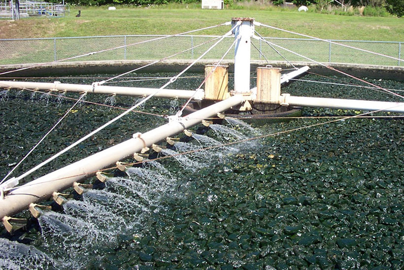 Hồ sinh học - Những vấn đề liên quan xử lý nước thải hồ sinh học