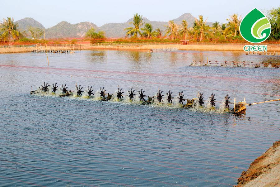 Bí Mật Các Chuyên Gia Khi Xử Lý Môi Trường Nuôi Tôm Bạn Không Nên Bỏ Qua