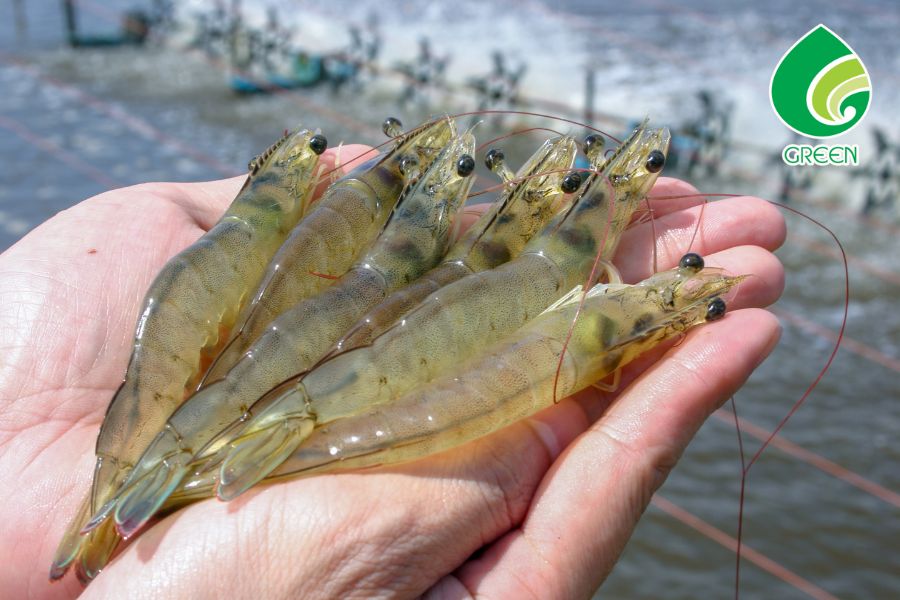 Bí Mật Các Chuyên Gia Khi Xử Lý Môi Trường Nuôi Tôm Bạn Không Nên Bỏ Qua