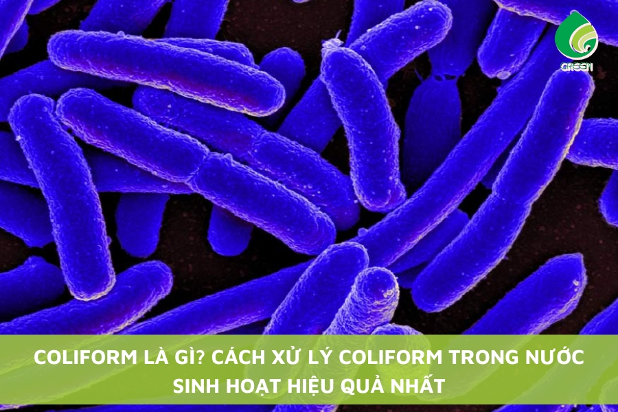 Coliform Là Gì? Cách Xử Lý Coliform Trong Nước Sinh Hoạt Hiệu Quả Nhất