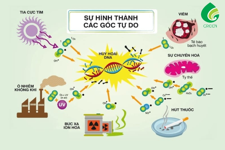 Gốc Tự Do Là Gì? Giải Pháp Nào Loại Bỏ Gốc Tự Do Từ Nước Ion Kiềm?