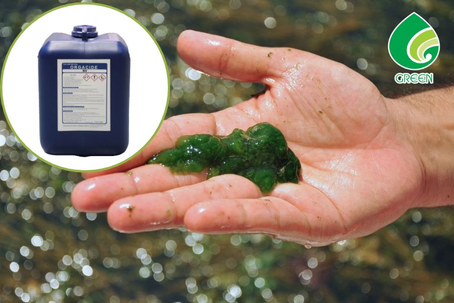 Hóa Chất Diệt Rong Rêu – Giải Pháp Chuyên Dụng Bảo Vệ Hệ Thống Nước Công Nghiệp