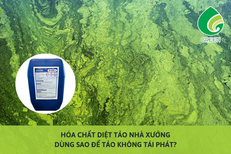 Hóa Chất Diệt Tảo Nhà Xưởng: Dùng Sao Để Tảo Không Tái Phát?