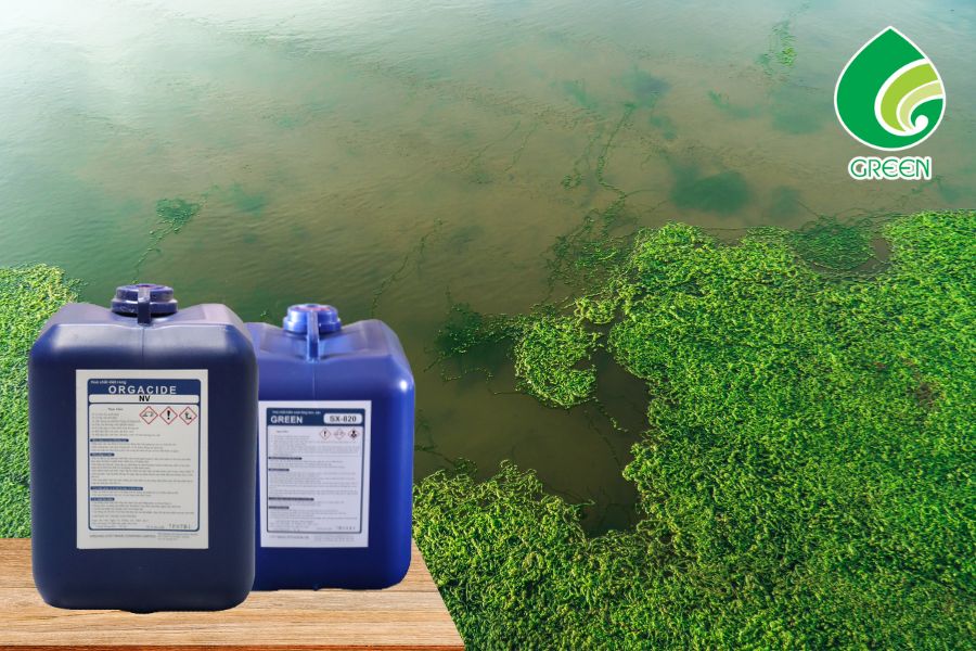 Hóa Chất Tẩy Rêu Có Gây Hại Không? Những Điều Bạn Nên Biết Trước Khi Dùng
