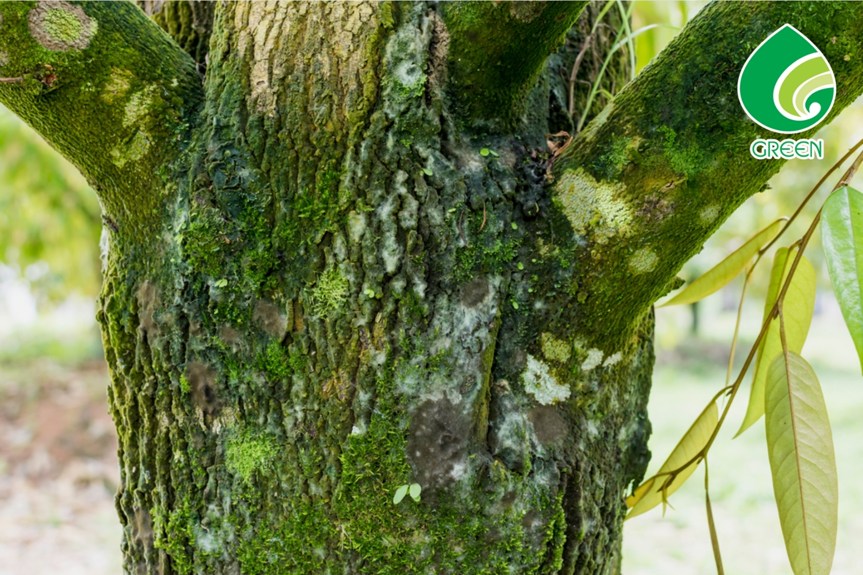 Làm Thế Nào Để Dùng Hóa Chất Tẩy Rửa Rong Rêu Mà Không Gây Hại Cho Môi Trường?