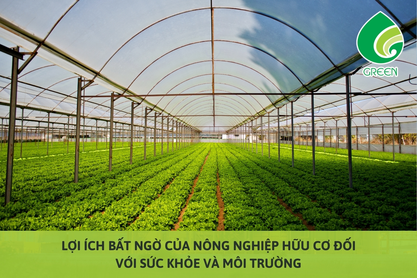 Lợi Ích Bất Ngờ Của Nông Nghiệp Hữu Cơ Đối Với Sức Khỏe Và Môi Trường