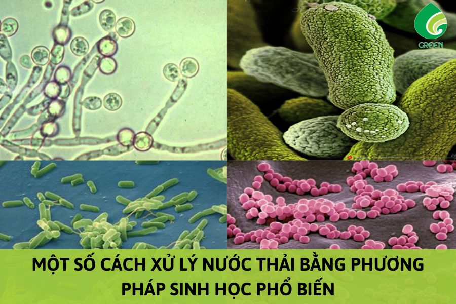 Một Số Cách Xử Lý Nước Thải Bằng Phương Pháp Sinh Học Phổ Biến