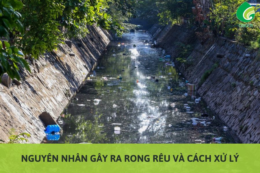 Nguyên Nhân Gây Ra Rong Rêu Và Cách Xử Lý