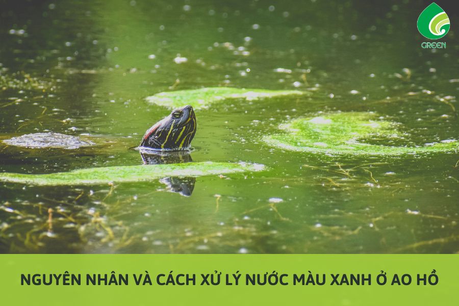 Nguyên Nhân Và Cách Xử Lý Nước Màu Xanh Ở Ao Hồ