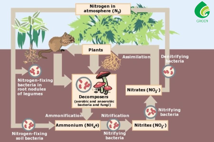 Nitrite Là Gì? Nguyên Nhân - Tác Hại Và Cách Xử Lý