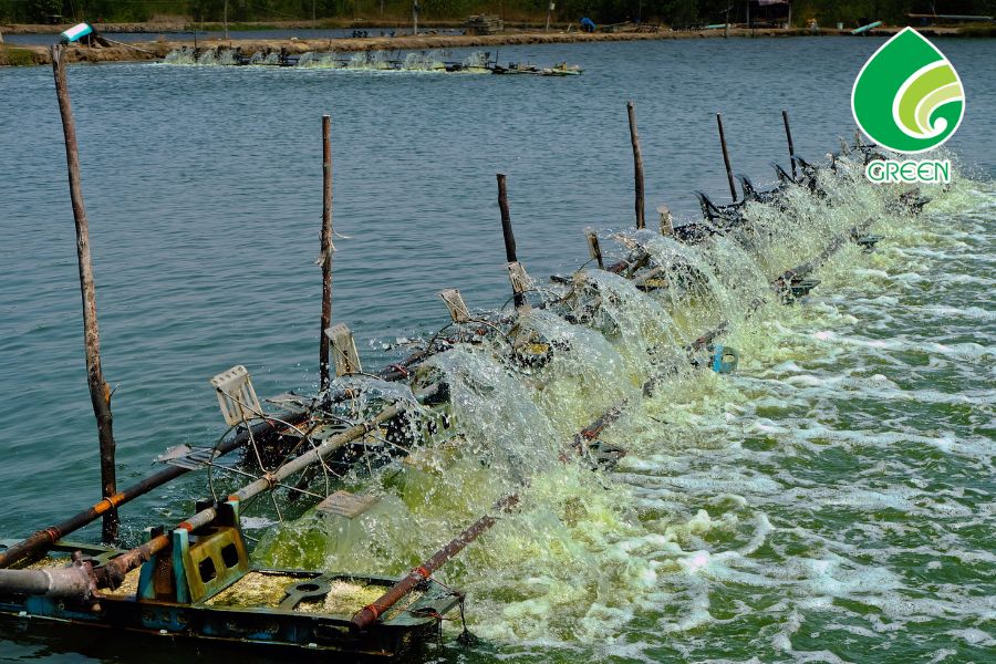 Nước Ao Tôm Xanh Đậm – Dấu Hiệu Nguy Hiểm Bà Con Thường Bỏ Qua