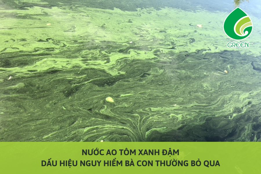 Nước Ao Tôm Xanh Đậm – Dấu Hiệu Nguy Hiểm Bà Con Thường Bỏ Qua