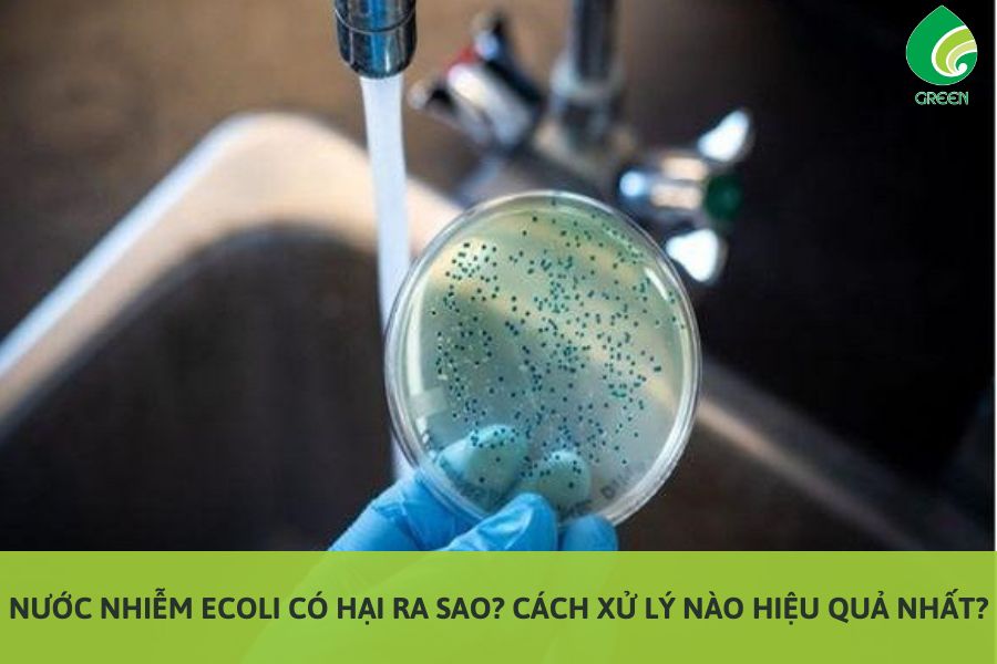 Nước Nhiễm Ecoli Có Hại Ra Sao? Cách Xử Lý Nào Hiệu Quả Nhất?