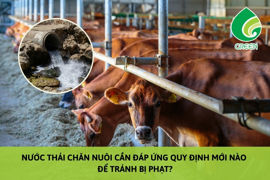 Nước Thải Chăn Nuôi Cần Đáp Ứng Quy Định Mới Nào Để Tránh Bị Phạt?