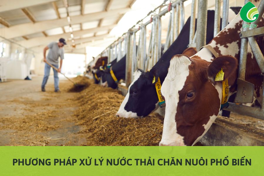 Phương Pháp Xử Lý Nước Thải Trong Chăn Nuôi Phổ Biến