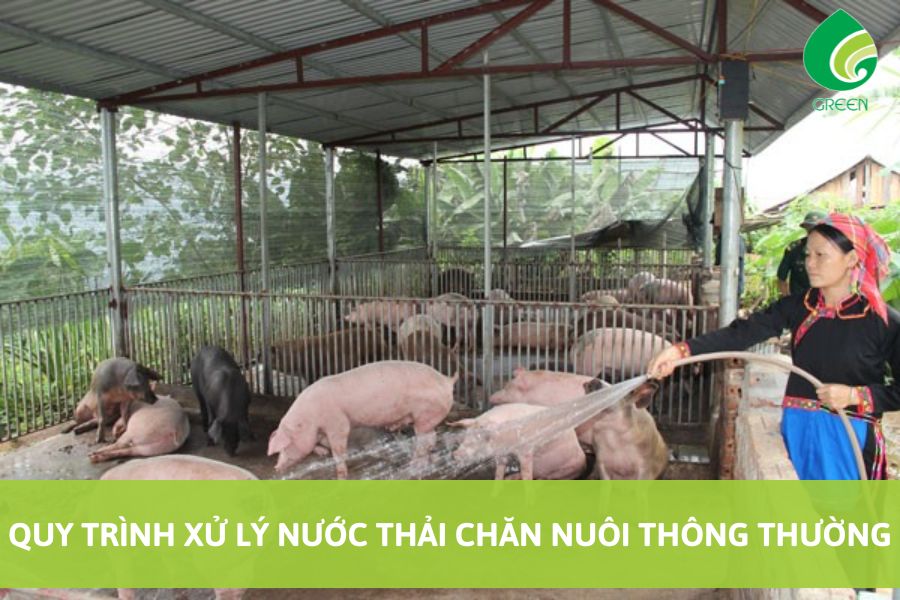 Quy Trình Xử Lý Nước Thải Chăn Nuôi Thông Thường