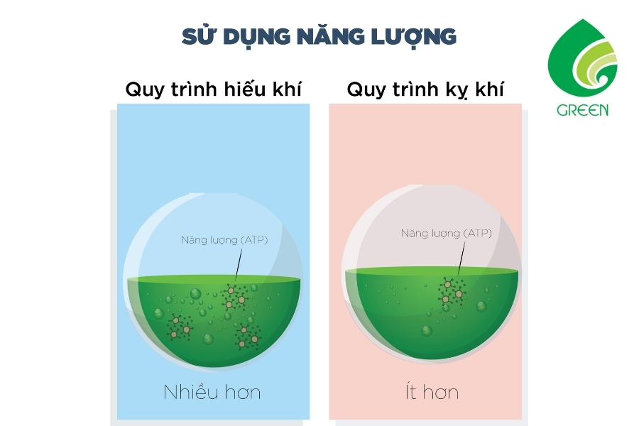 Sự Khác Biệt Đáng Ngạc Nhiên Giữa Xử Lý Sinh Học Kỵ Khí Và Hiếu Khí